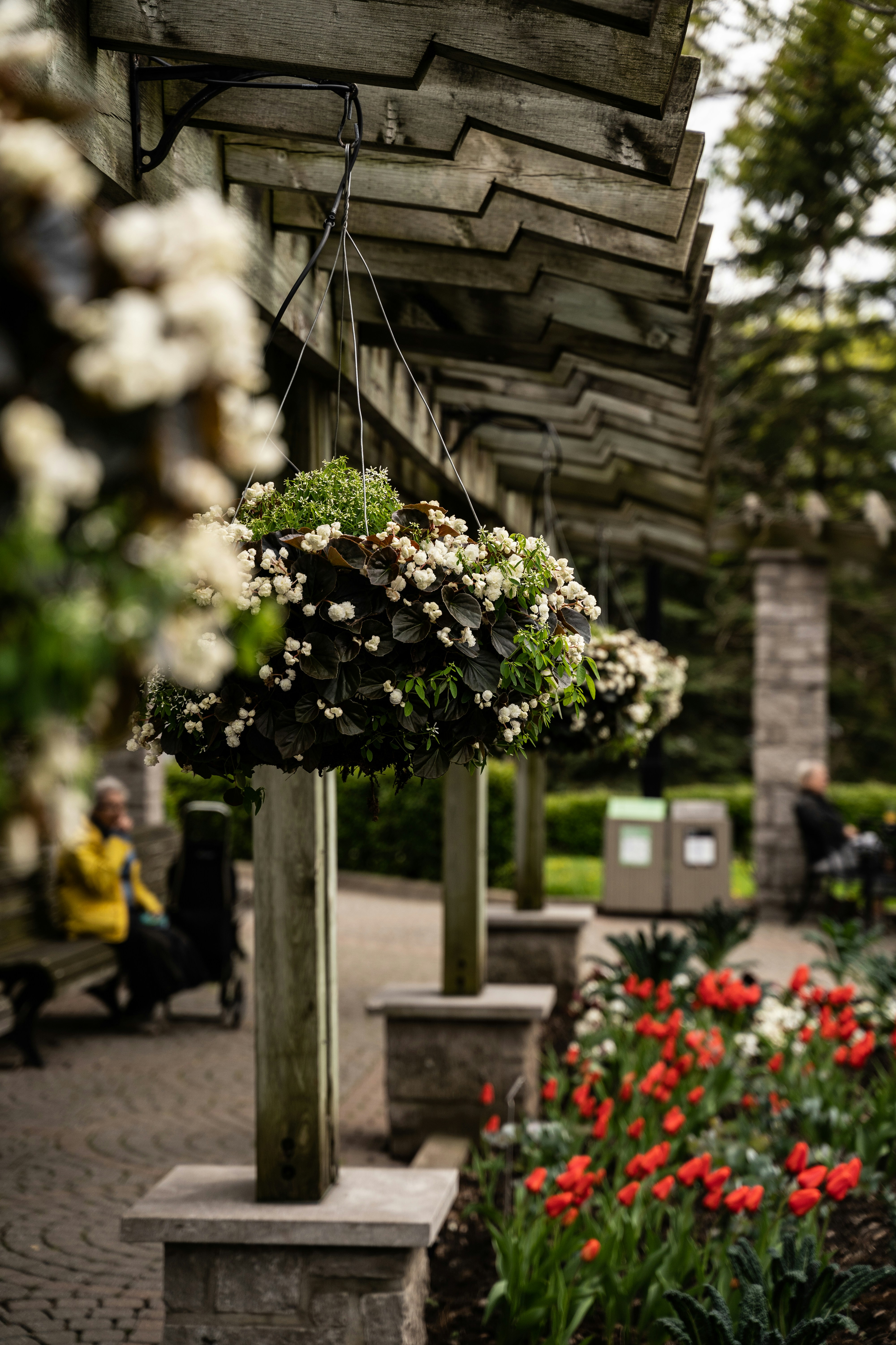 a garden with flowers hanging from columns 